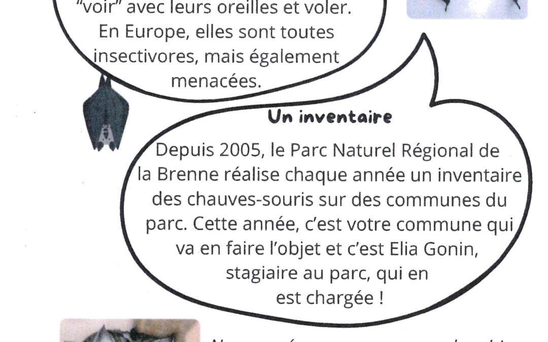 Inventaire des Chauves-Souris dans notre Commune : Participez à la Protection de notre Patrimoine Naturel !